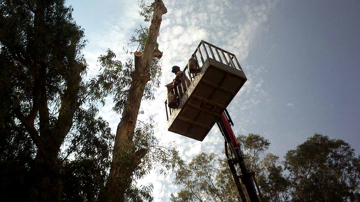 Ψηλά Δένδρα