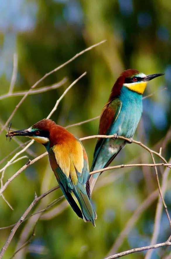European bee eater 100