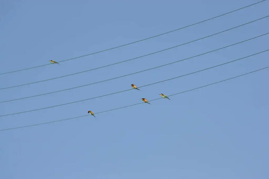 European bee eater 11