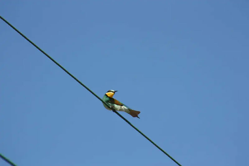 European bee eater 22