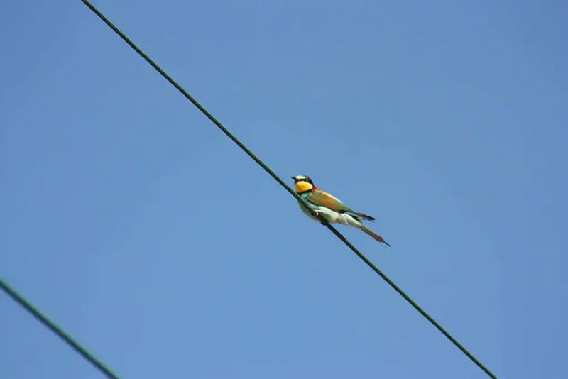 European bee eater 33