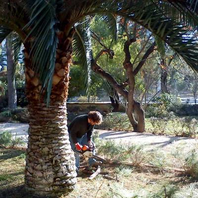 Συντήρηση Ψηλών Δένδρων