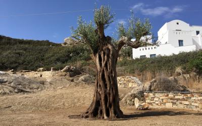 Μικρή Βίγλα