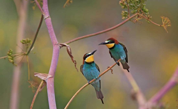 Μελισσοφάγοι στην Στελίδα της Νάξου