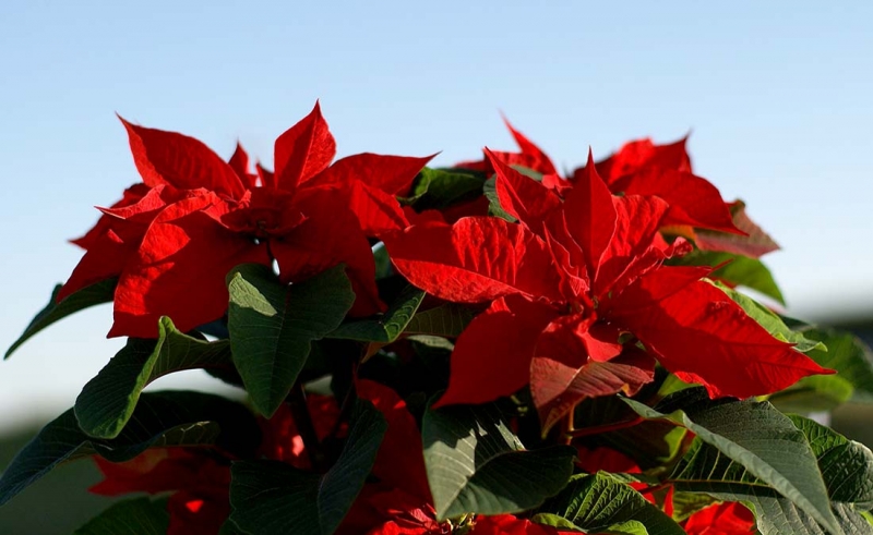 Poinsettia: The Star Of Christmas