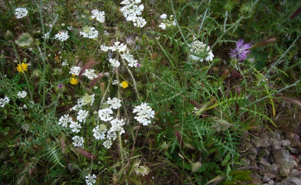 Greek wild greens, herbs and weeds