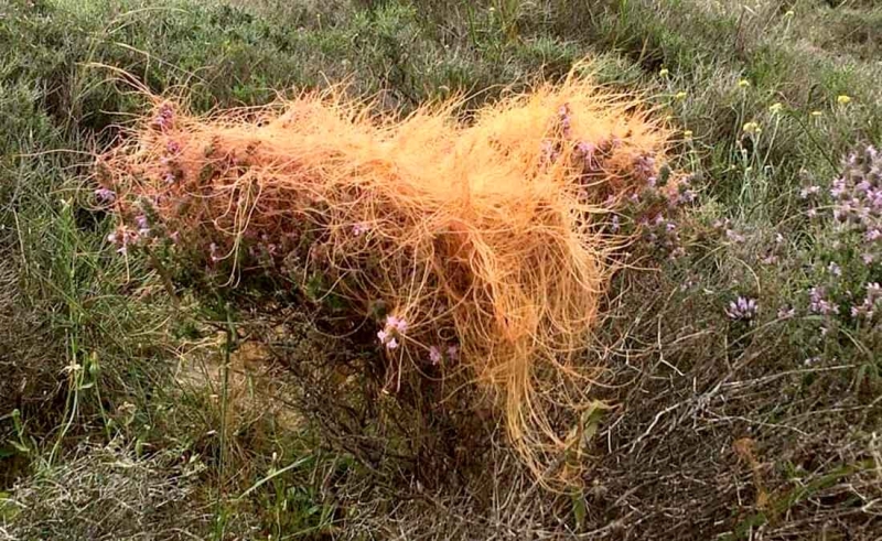 Το ζιζάνιο Cuscuta europea στην θρησκευτική παράδοση της Νάξου