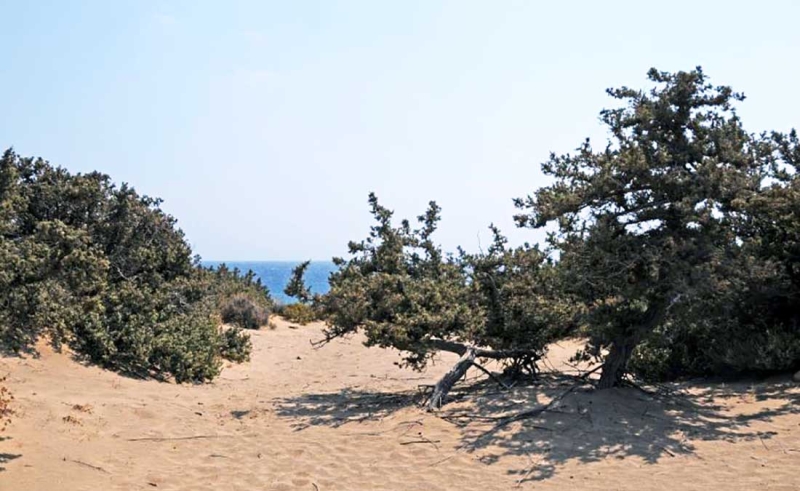 Κεδροδάσος Νάξου – Κέδροι σε κίνδυνο: Η αντιμετώπιση και η προστασία τους πρέπει να είναι ολιστική