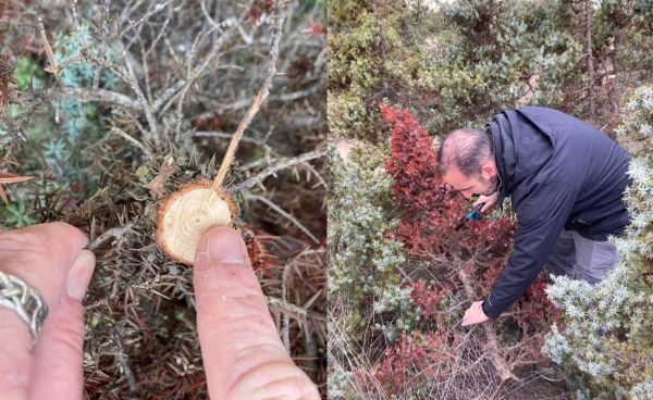 Naxos' cedar forest protection