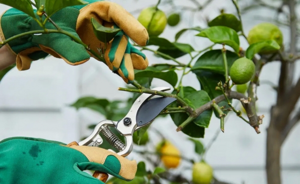 How to prune lemon trees